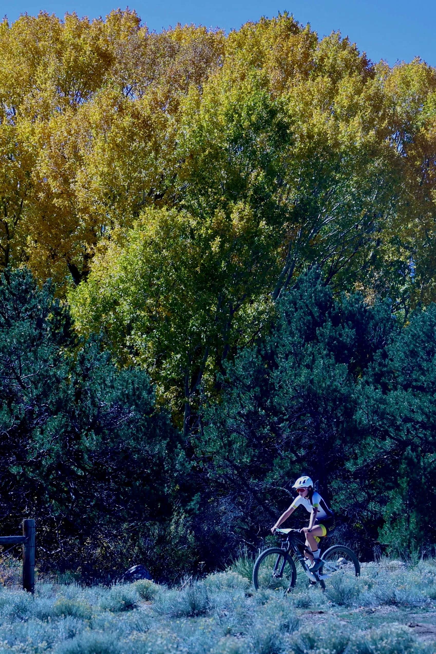 A Boulder High rider on a singletrack flanked by golden autumn aspens